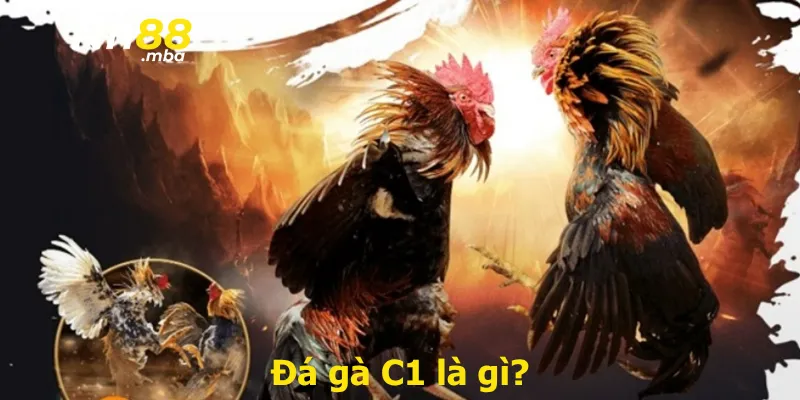 Đá gà C1 là gì?