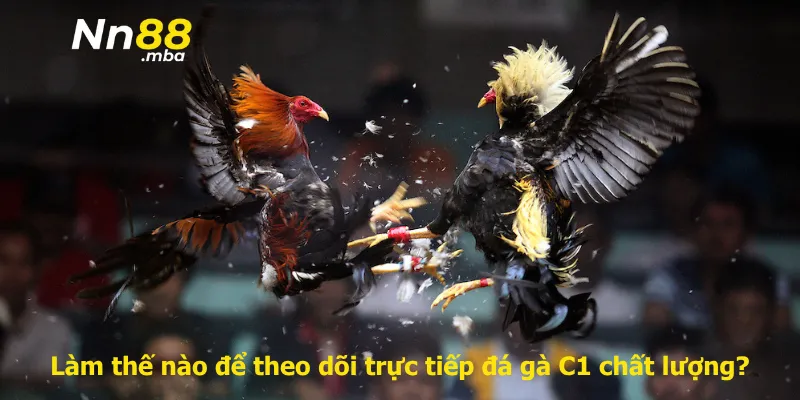 Làm thế nào để theo dõi trực tiếp đá gà C1 chất lượng?