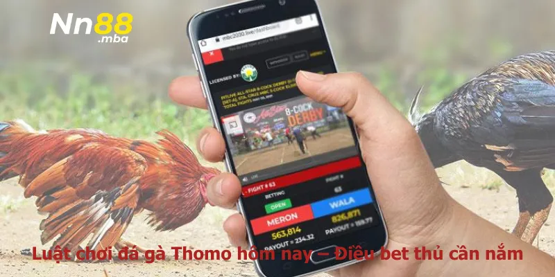 Luật chơi đá gà Thomo hôm nay – Điều bet thủ cần nắm