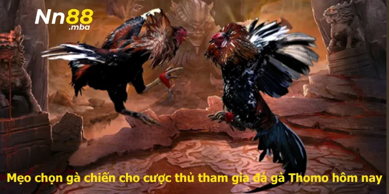 Mẹo chọn gà chiến cho cược thủ tham gia đá gà Thomo hôm nay