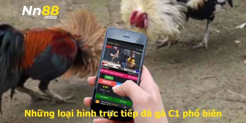 Những loại hình trực tiếp đá gà C1 phổ biến