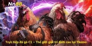 Trực tiếp đá gà C1 – Thế giới giải trí đỉnh cao tại Thomo