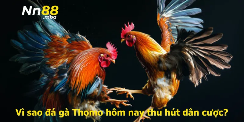 Vì sao đá gà Thomo hôm nay thu hút dân cược?